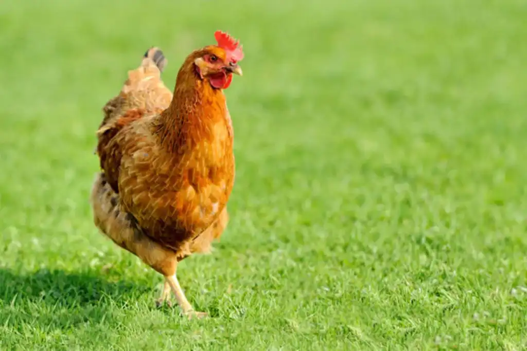 las propiedades y beneficios de la carne de ave