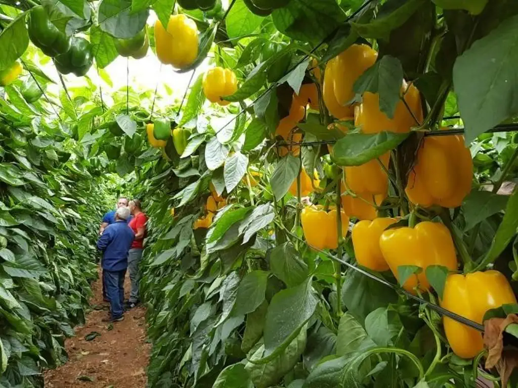 plantación de malagueta