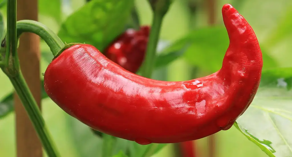 pimiento rojo