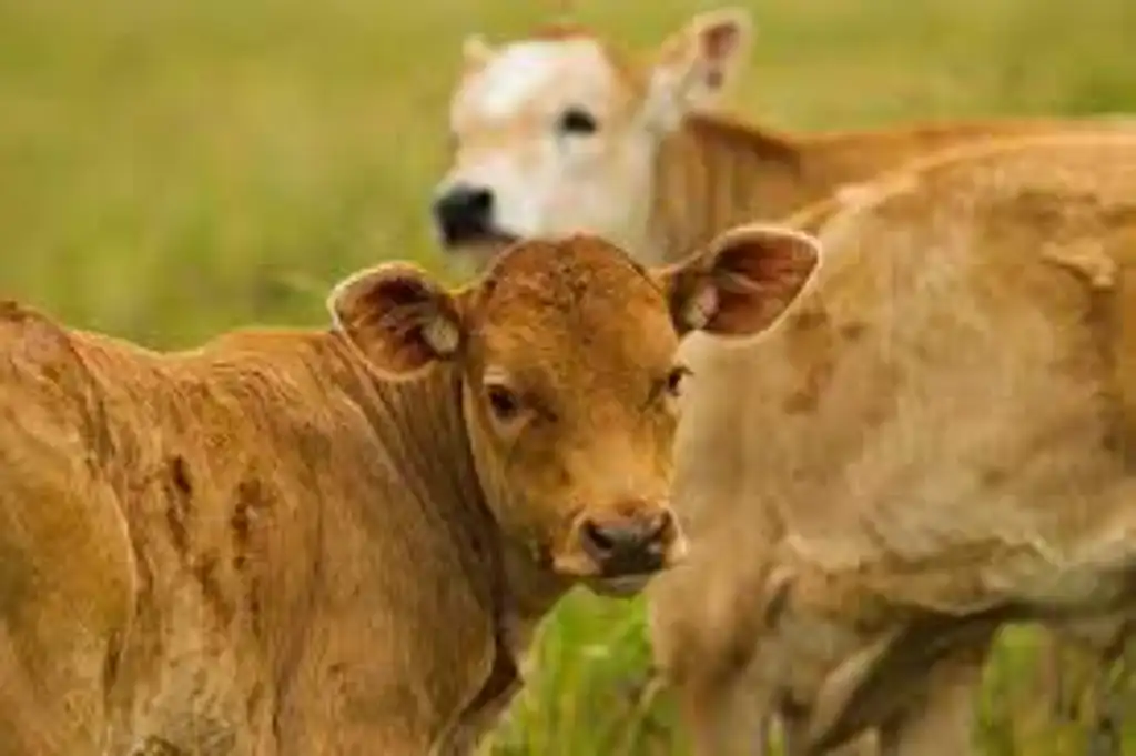 los beneficios de la carne de ternera