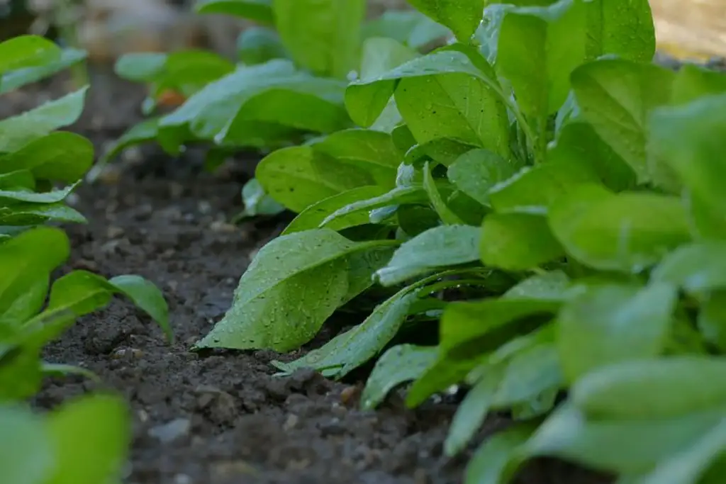 plantación de verduras y hortalizas
