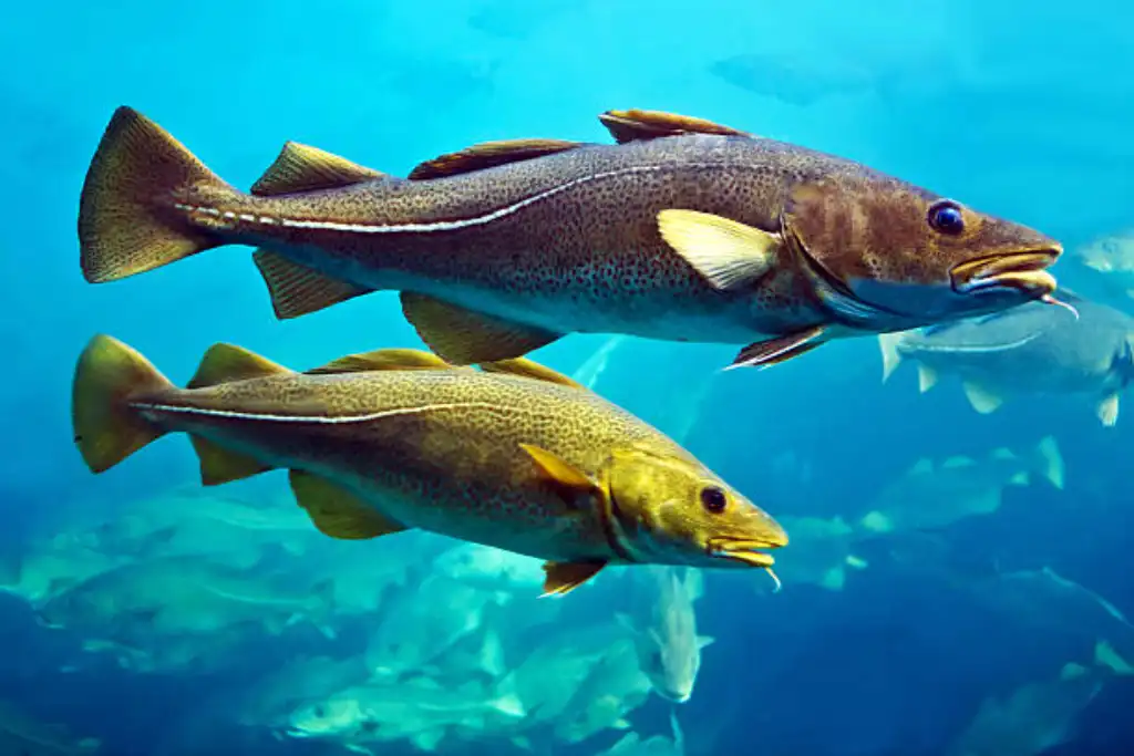 las propiedades del bacalao