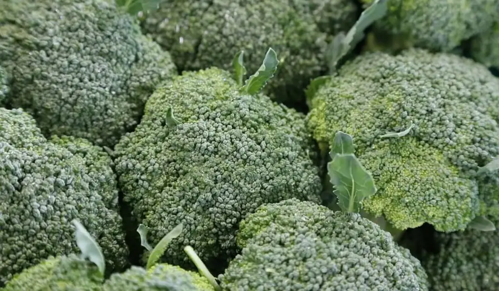 los tipos de broccolo más comunes
