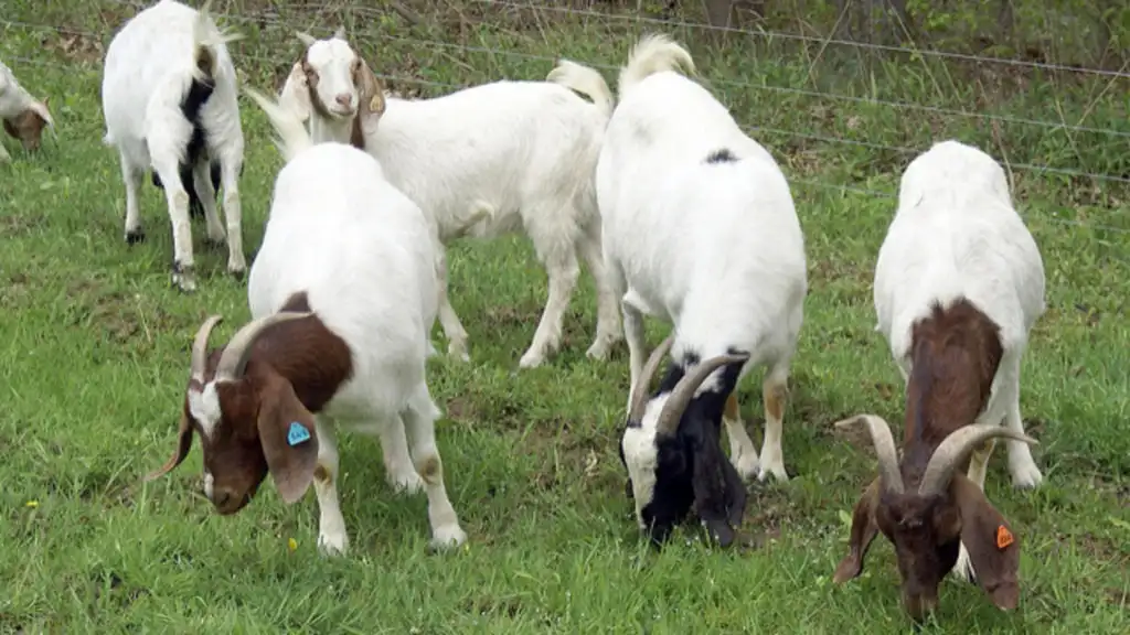 cabras en el pasto