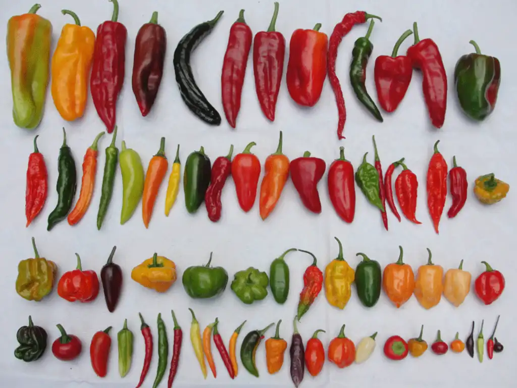todas las clases de pimiento