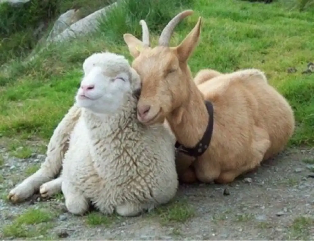 cabra y oveja