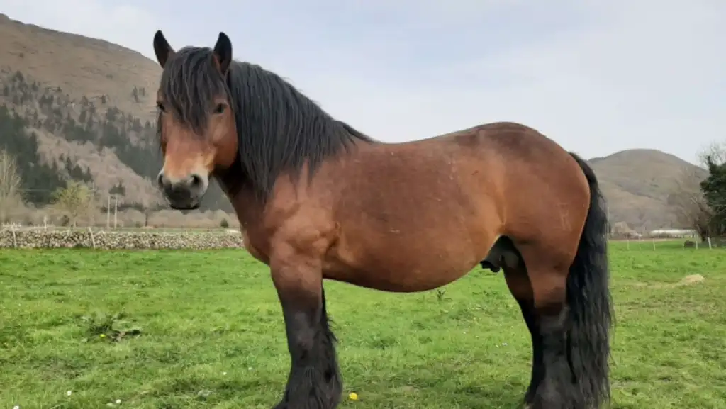 las propiedades y beneficios de la carne de caballo y potro