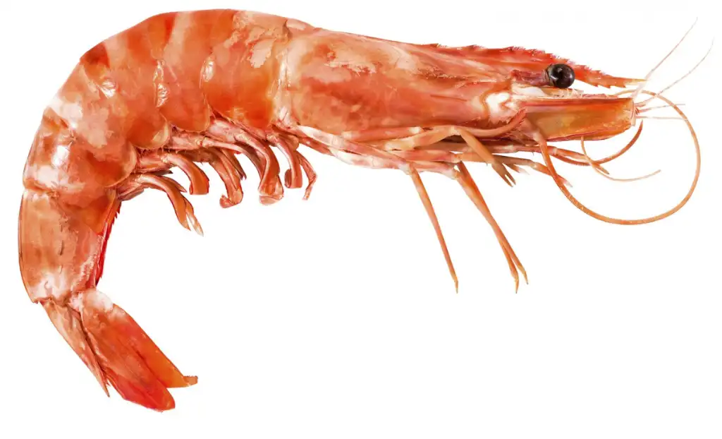 las propiedades y beneficios por comer langostino